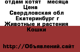 отдам котят 2 месяца › Цена ­ 100 - Свердловская обл., Екатеринбург г. Животные и растения » Кошки   